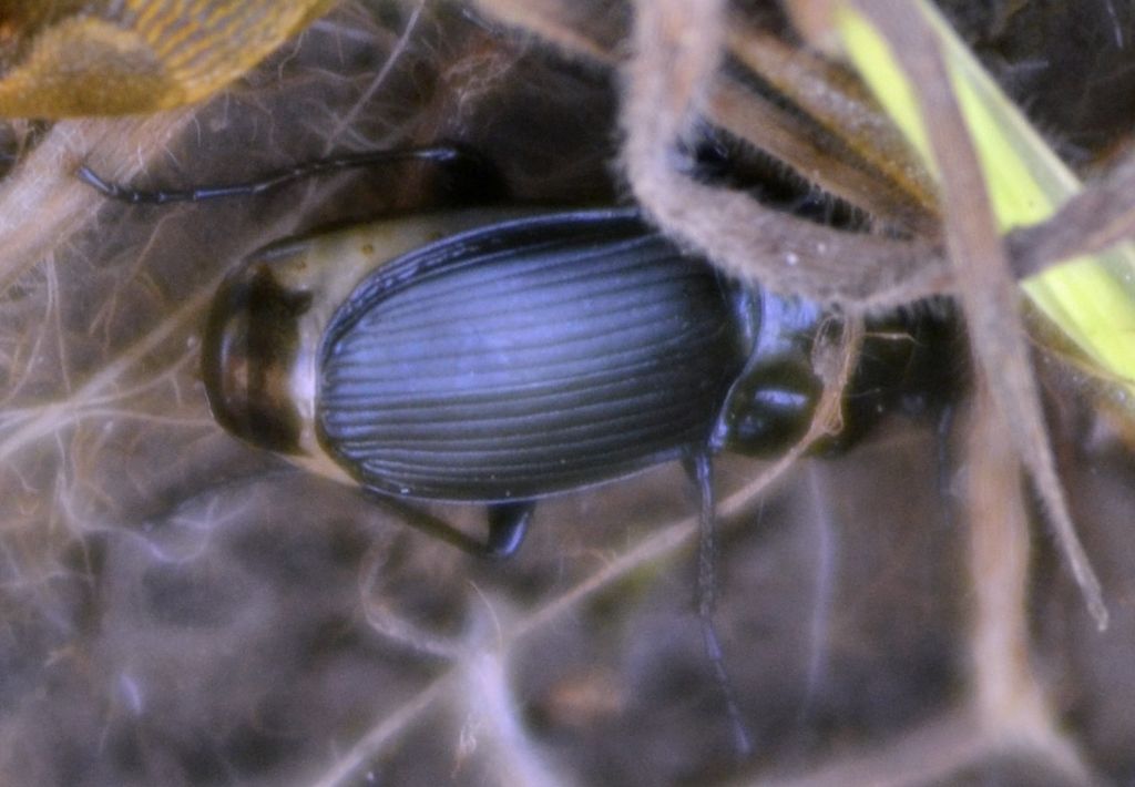 Pterostichus melas e Abax sp., Carabidae